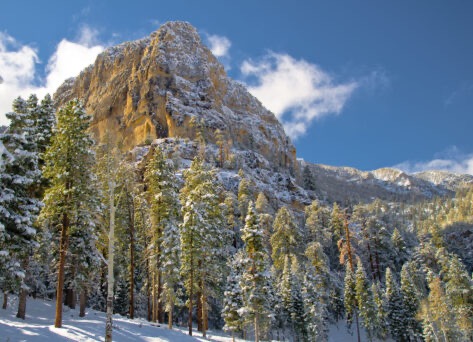 The U.S. Capitol Christmas Tree Is Making A Pitstop In Paducah